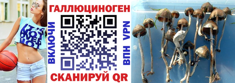Галлюциногенные грибы Psilocybe закладка Елизово